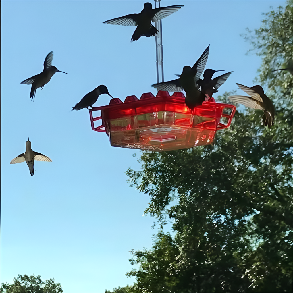 Maur Sikker Hummingbird Mater
