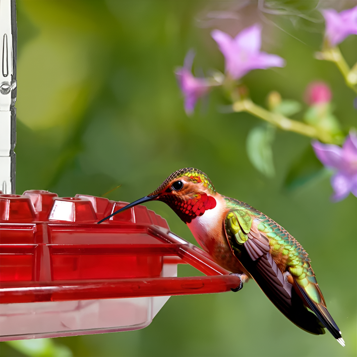 Maur Sikker Hummingbird Mater