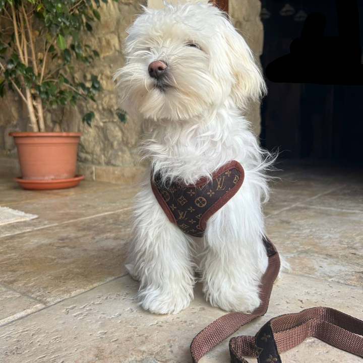 Sele- og Bånd-sett – PawLuxe