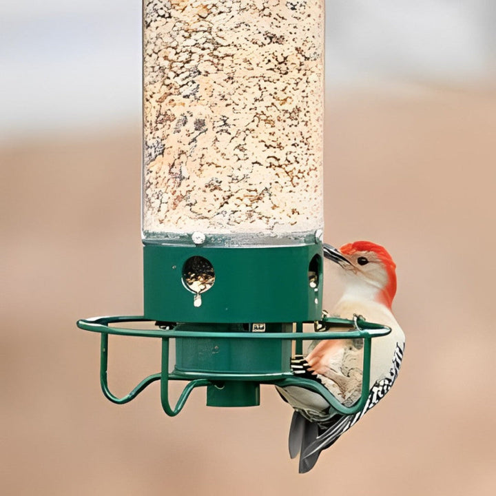 Squirrel-Proof Fuglemater
