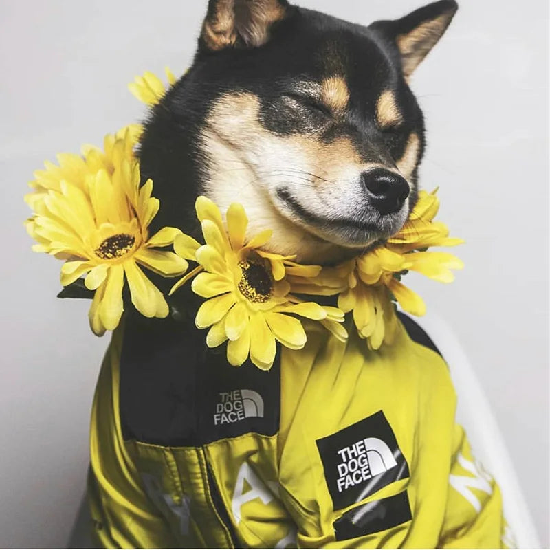 PawDry Vanntett Jakke for Hunder | Lett vindtett jakke for fransk bulldog, chihuahua og andre