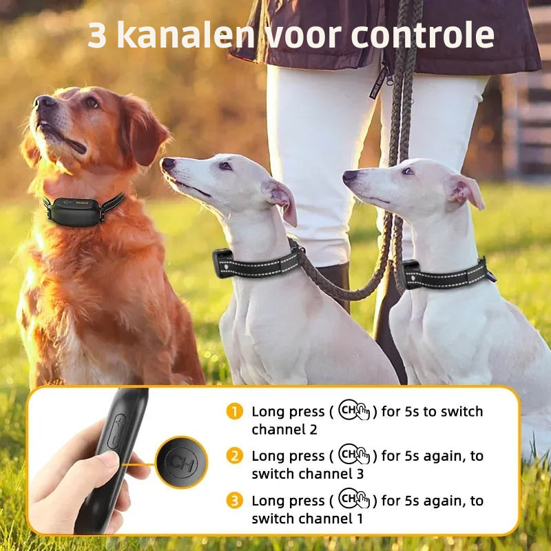 ProTrain – Oppladbart og vanntett treningshalsbånd for hund