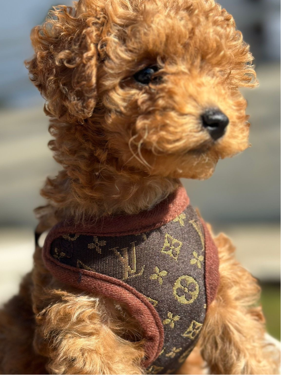 Sele- og Bånd-sett – PawLuxe