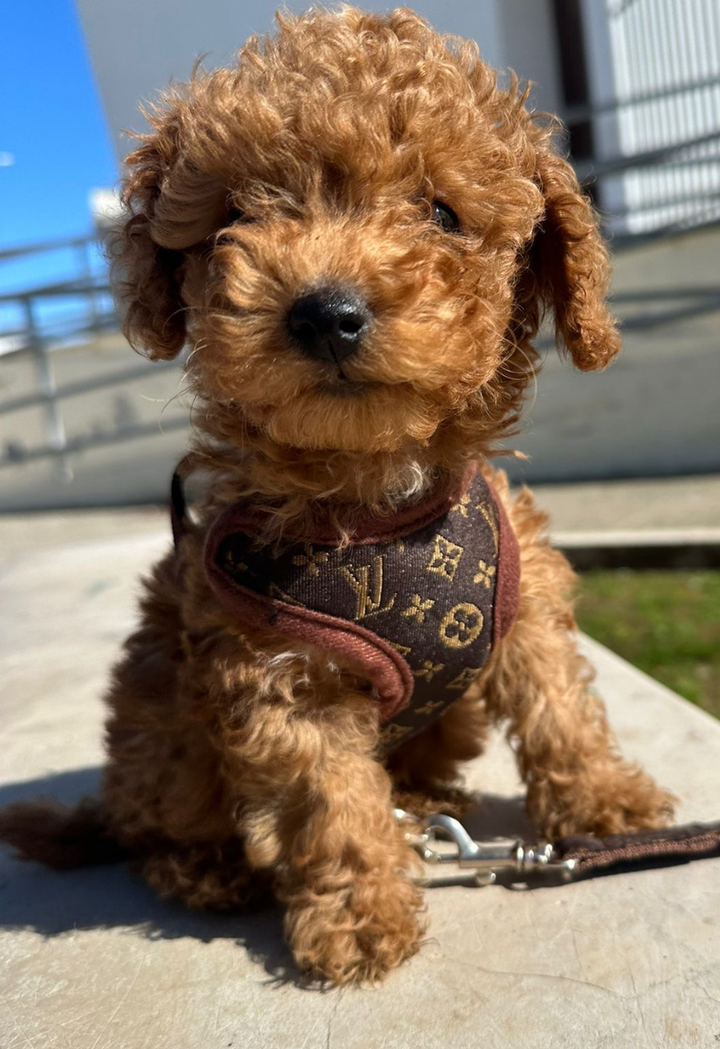 Sele- og Bånd-sett – PawLuxe