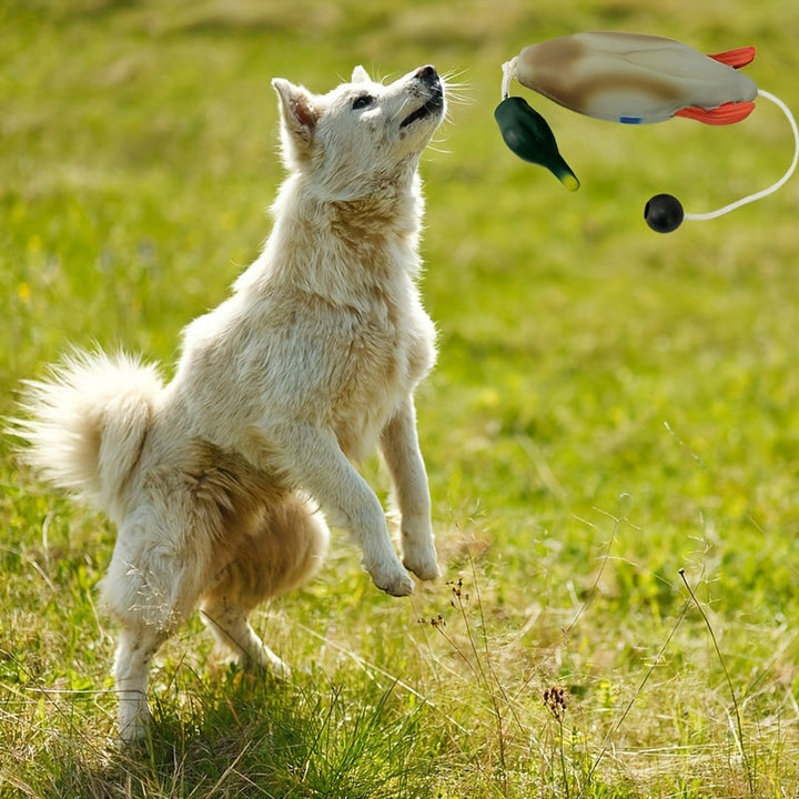 Mallard Retriever – Slitesterkt Plastleketøy for Trening i Andeform