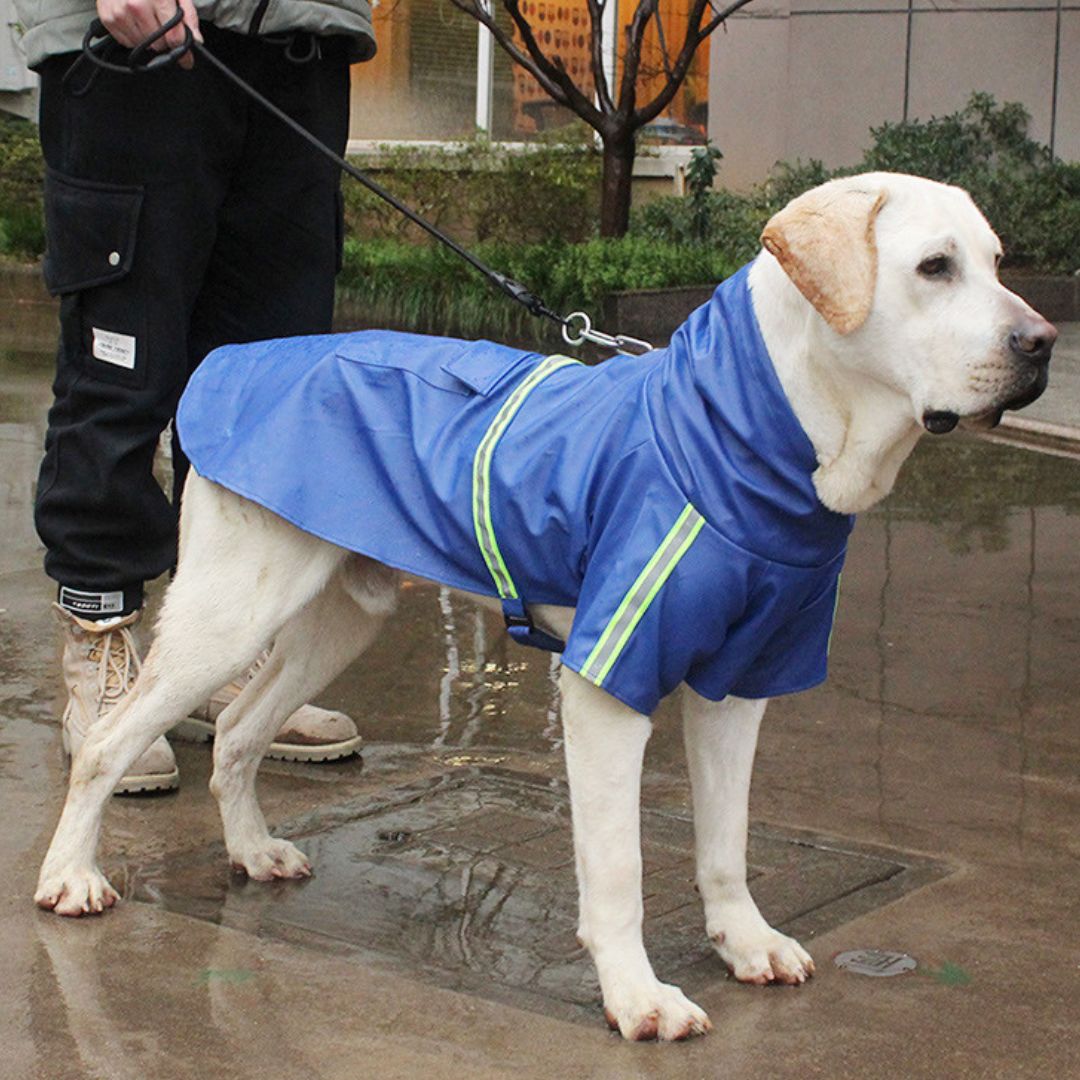 Vanntett jakke for hund | komfortabel og slitesterk