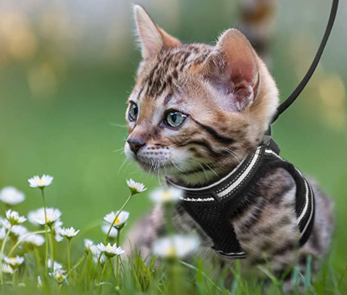 Sele til katt med bånd - Sikkerhet og komfort for eventyr