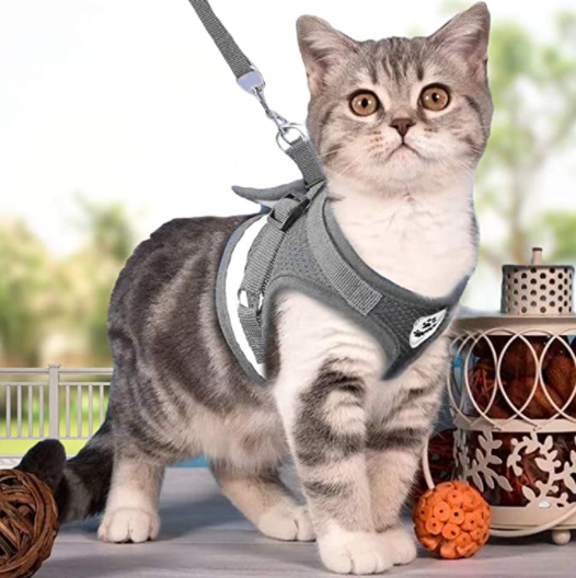 Sele til katt med bånd - Sikkerhet og komfort for eventyr
