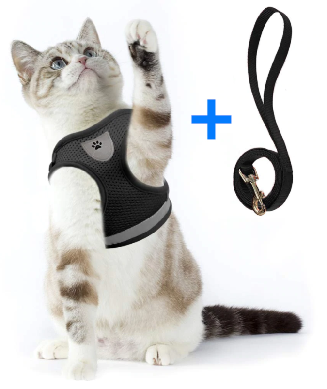 Sele til katt med bånd - Sikkerhet og komfort for eventyr