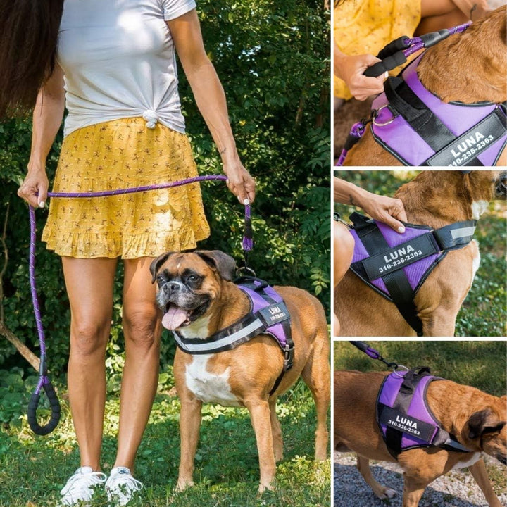 Personlig tilpassbar hundesele – reflekterende og støttende design