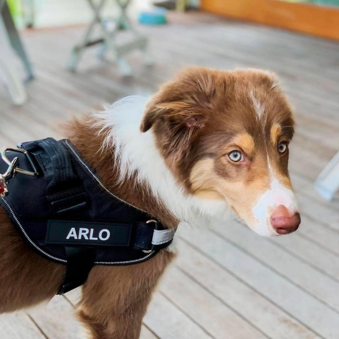 Personlig tilpassbar hundesele – reflekterende og støttende design