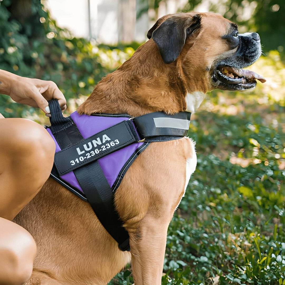 Personlig tilpassbar hundesele – reflekterende og støttende design