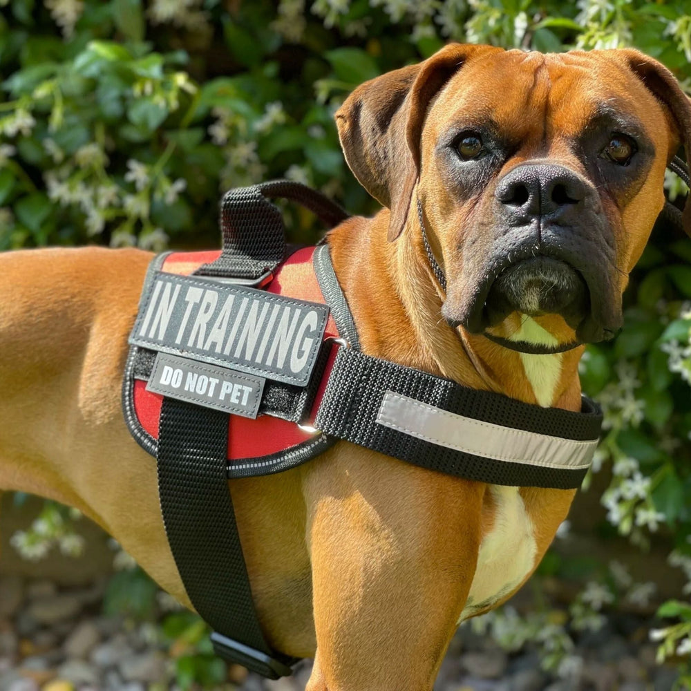 Personlig tilpassbar hundesele – reflekterende og støttende design