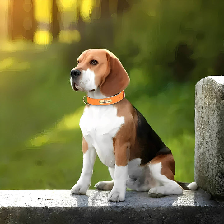 Gravert halsbånd i lær til hund med personlig navneskilt