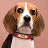 Gravert halsbånd i lær til hund med personlig navneskilt